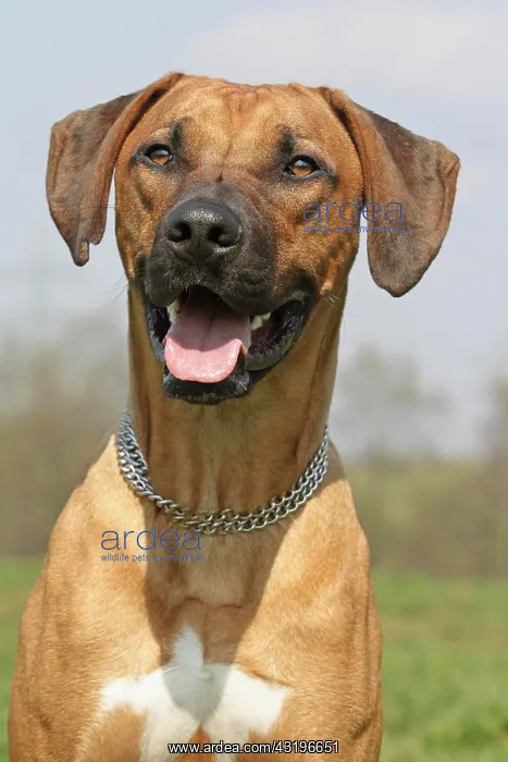 : Rhodesian Ridgeback, portrait Rhodesian Ridgeback : Rhodesian Ridgeback, portrait Rhodesian Ridgeback