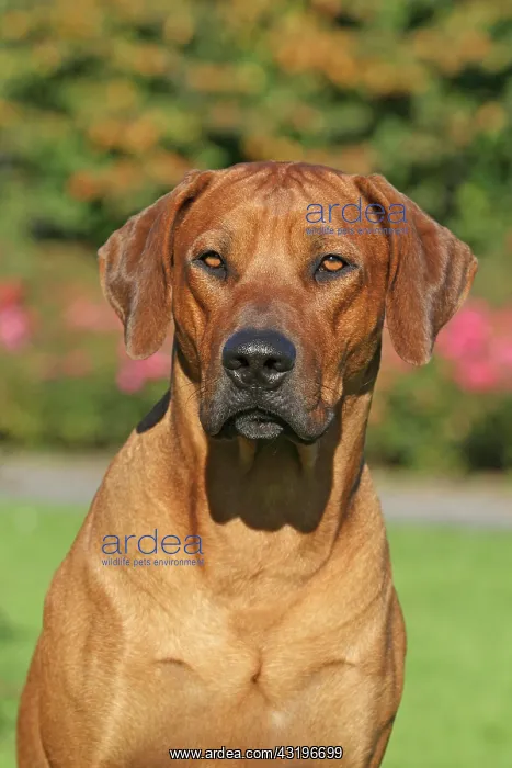 : Rhodesian Ridgeback portrait Rhodesian Ridgeback : Rhodesian Ridgeback portrait Rhodesian Ridgeback