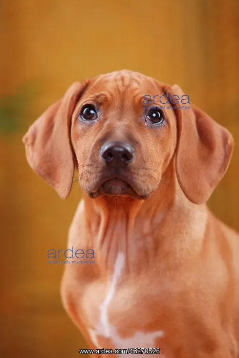 : Rhodesian Ridgeback, puppy, 10 weeks, animal portrait : Rhodesian Ridgeback, puppy, 10 weeks, animal portrait
