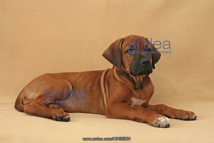 : Rhodesian Ridgeback puppy, 8 weeks old, lying on : Rhodesian Ridgeback puppy, 8 weeks old, lying on