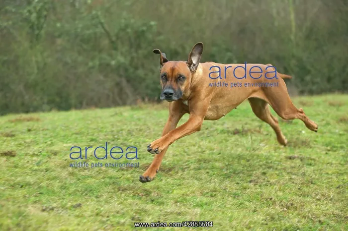 : Rhodesian Ridgeback - running : Rhodesian Ridgeback - running