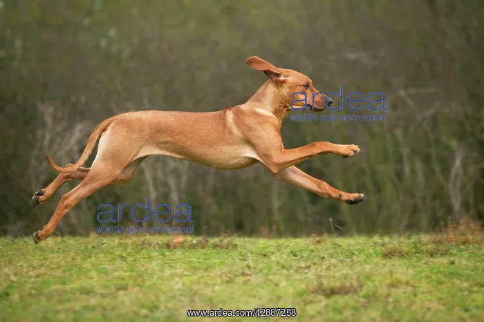 : Rhodesian Ridgeback - running : Rhodesian Ridgeback - running