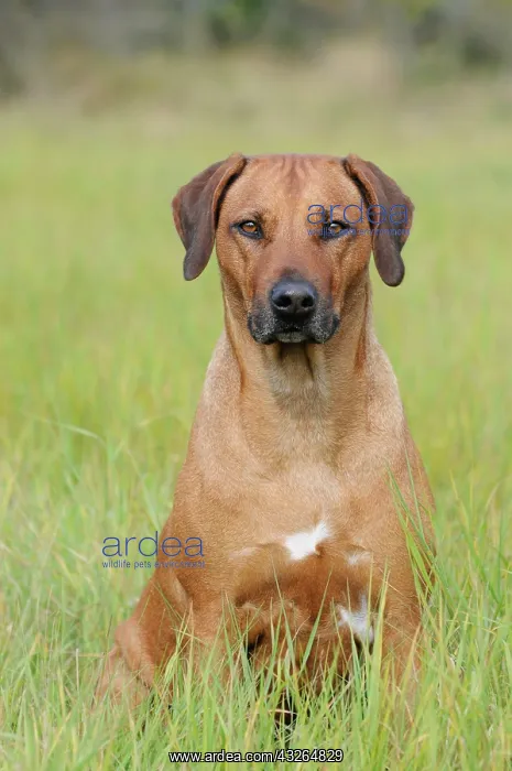 : Rhodesian Ridgeback, sits in meadow, Austria, Europe : Rhodesian Ridgeback, sits in meadow, Austria, Europe