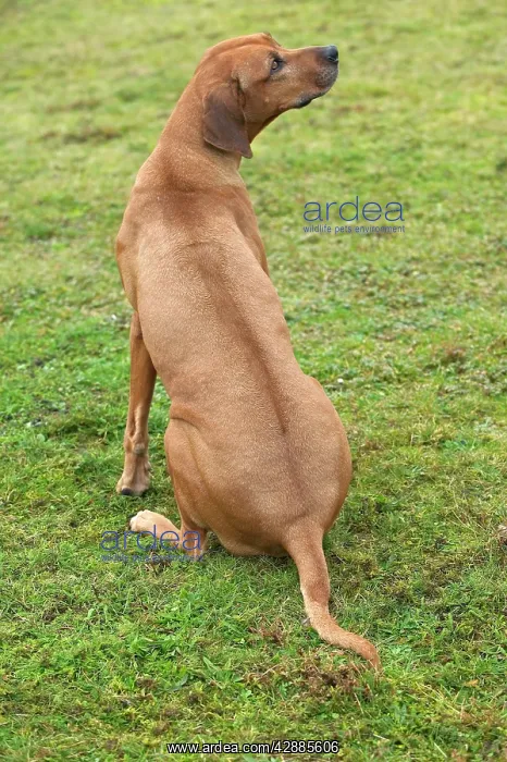 : Rhodesian Ridgeback - sitting : Rhodesian Ridgeback - sitting