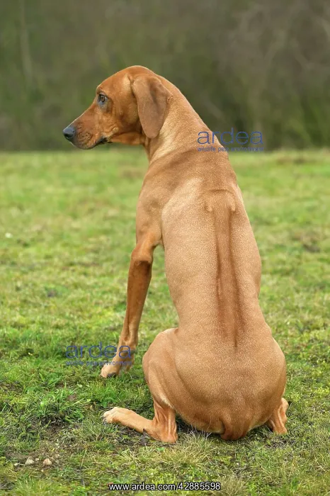: Rhodesian Ridgeback - sitting, back view : Rhodesian Ridgeback - sitting, back view