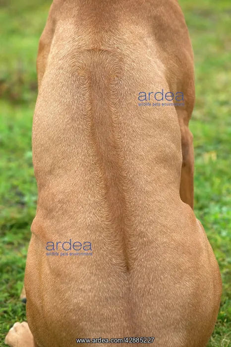 : Rhodesian Ridgeback - sitting, back view showing ridge : Rhodesian Ridgeback - sitting, back view showing ridge
