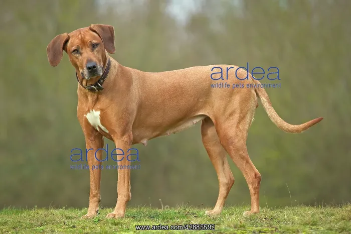 : Rhodesian Ridgeback - standing, ears cocked : Rhodesian Ridgeback - standing, ears cocked