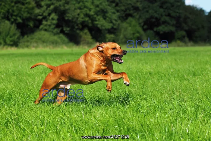 : Rhodesian Ridgeback, two year-old male, on the move : Rhodesian Ridgeback, two year-old male, on the move