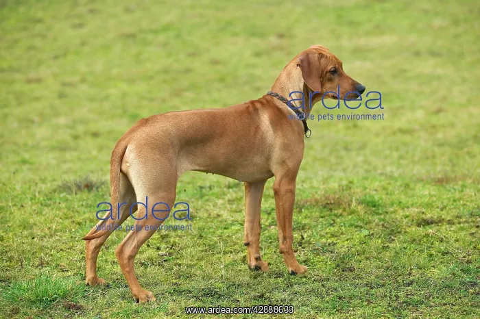 : Rhodesian Ridgeback - young : Rhodesian Ridgeback - young