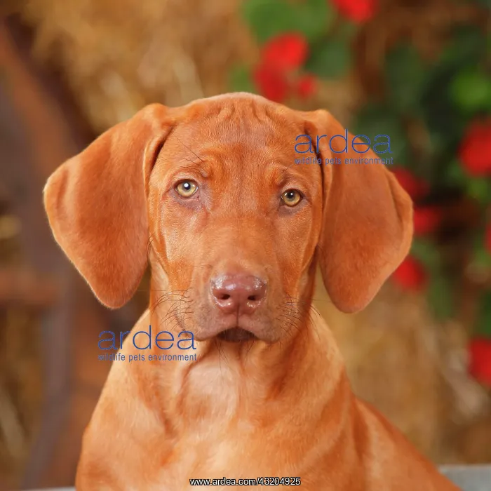 : Rhodesian Rigdeback, puppy, 14 weeks, animal portrait : Rhodesian Rigdeback, puppy, 14 weeks, animal portrait