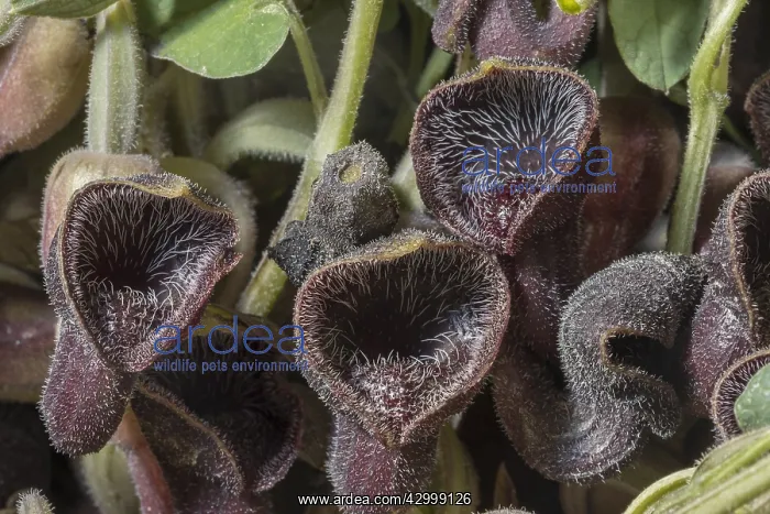  : Rhodian Dutchman's pipe, Aristolochia guichardii