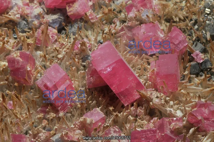 : Rhodochrosite : Rhodochrosite