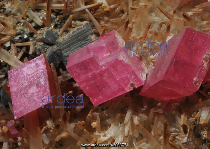 : Rhodochrosite : Rhodochrosite