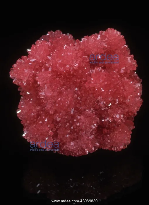 : Rhodochrosite : Rhodochrosite