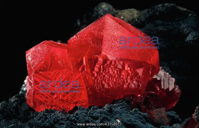 : Rhodochrosite : Rhodochrosite
