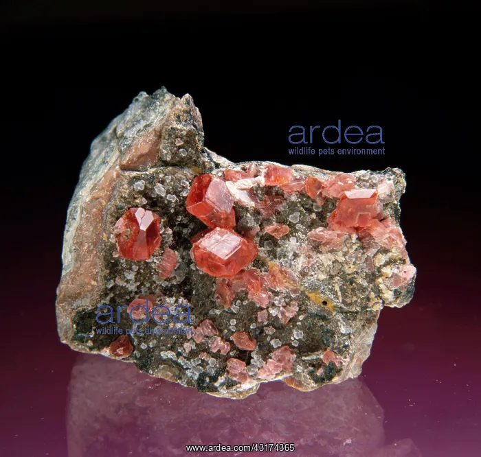 : Rhodochrosite : Rhodochrosite