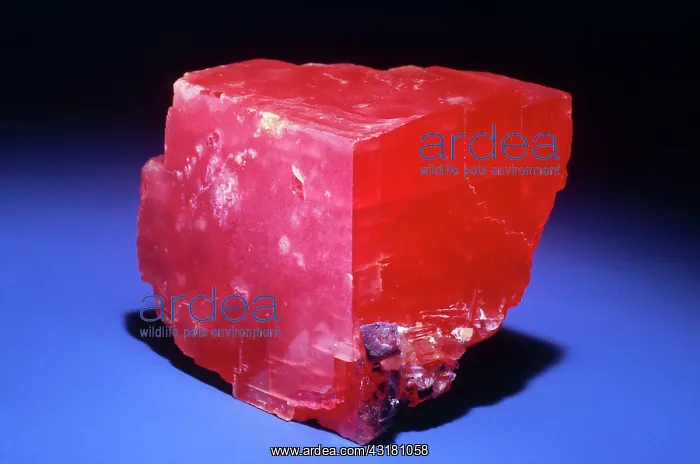 : Rhodochrosite : Rhodochrosite