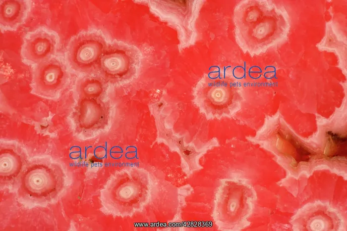  : Rhodochrosite - Argentina
