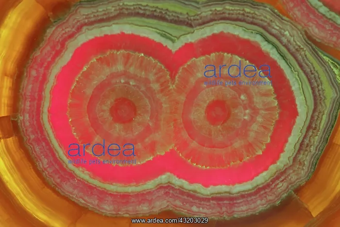 : Rhodochrosite - Argentina - manganese carbonate : Rhodochrosite - Argentina - manganese carbonate