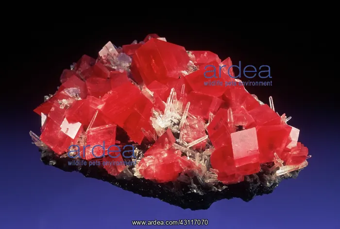 : Rhodochrosite with Quartz : Rhodochrosite with Quartz