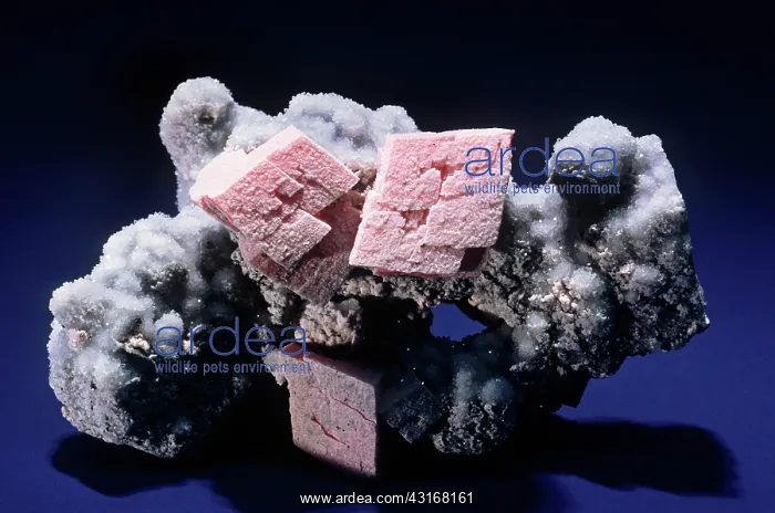 : Rhodochrosite from Silverton, Colorado : Rhodochrosite from Silverton, Colorado