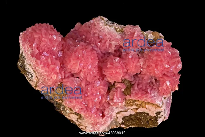 : Rhodocrosite : Rhodocrosite