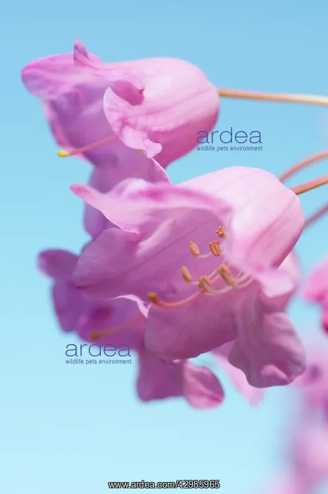 : Rhododendron : Rhododendron