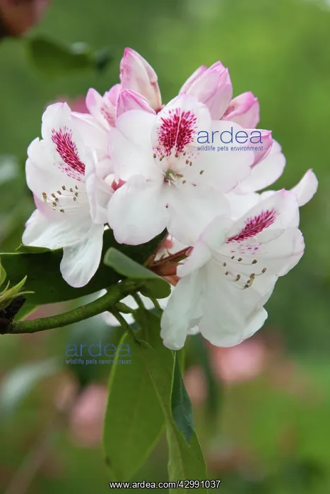 : Rhododendron : Rhododendron