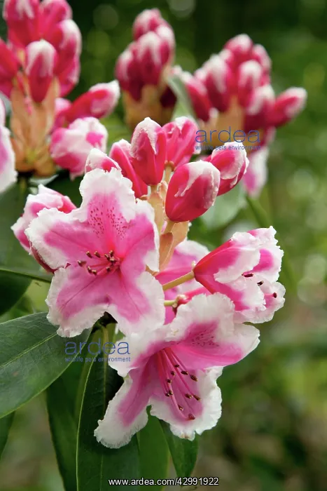 : Rhododendron : Rhododendron
