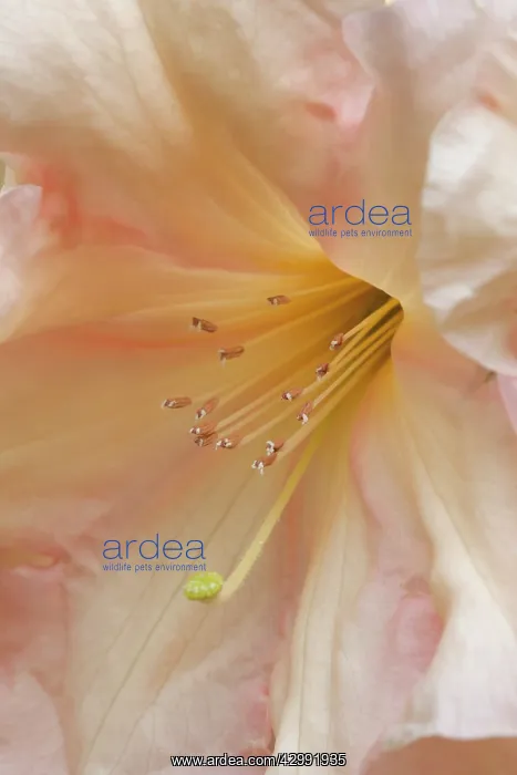 : Rhododendron : Rhododendron