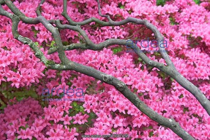 : Rhododendron : Rhododendron