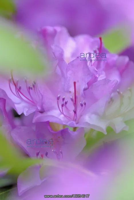 : Rhododendron : Rhododendron