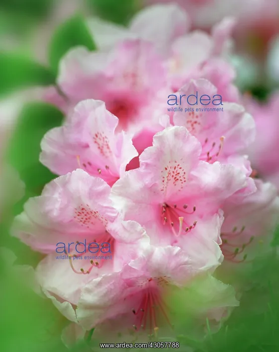 : Rhododendron : Rhododendron