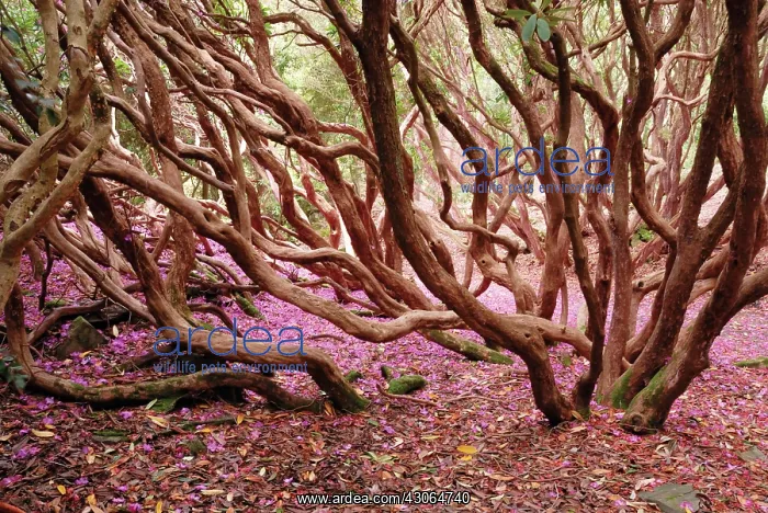 : Rhododendron : Rhododendron