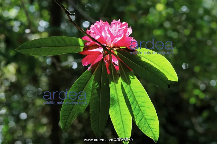  : Rhododendron