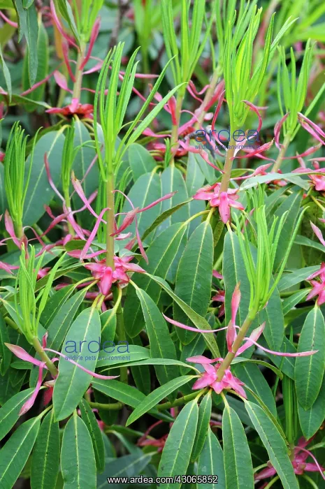 : Rhododendron : Rhododendron