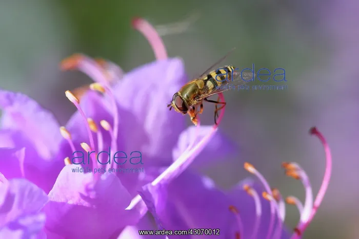 : Rhododendron : Rhododendron