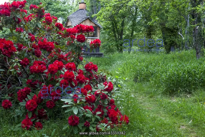 : Rhododendron in bloom and garden shed : Rhododendron in bloom and garden shed