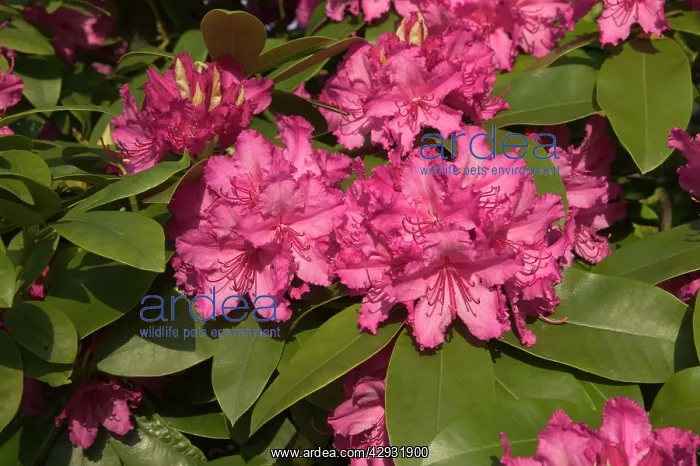 : Rhododendron - close-up of flowers : Rhododendron - close-up of flowers