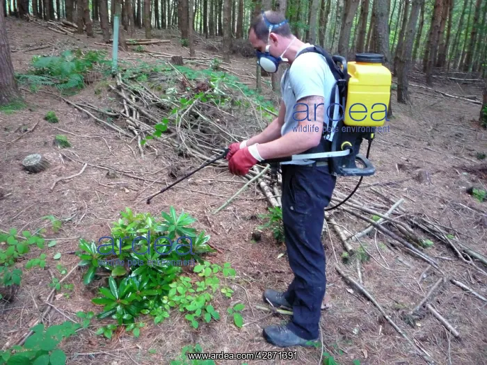 : Rhododendron Eradication - spraying with herbicide : Rhododendron Eradication - spraying with herbicide