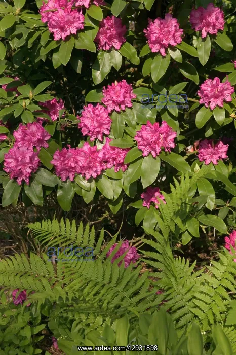 : Rhododendron and fern : Rhododendron and fern