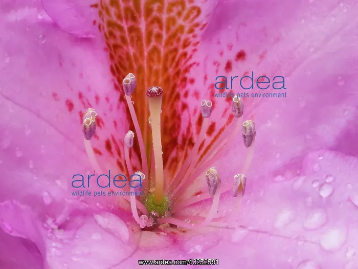 : Rhododendron flower : Rhododendron flower
