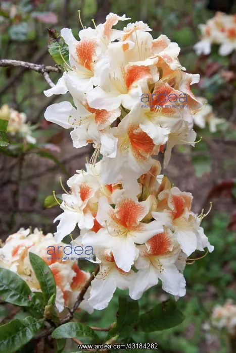 : Rhododendron Glory of Littleworth, Two large clusters : Rhododendron Glory of Littleworth, Two large clusters
