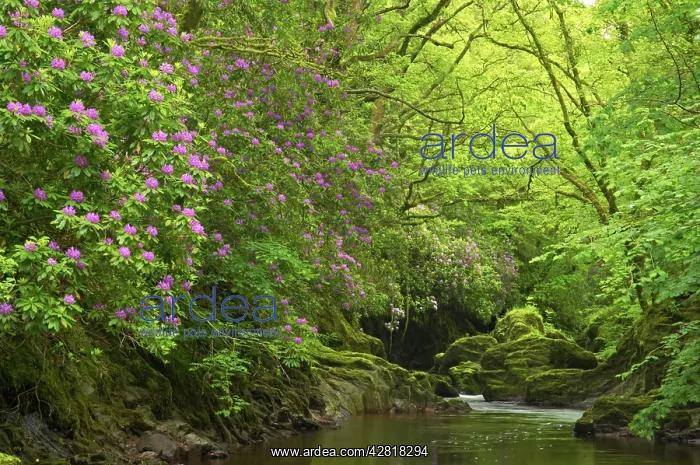 : Rhododendron growing in Welsh Forest : Rhododendron growing in Welsh Forest