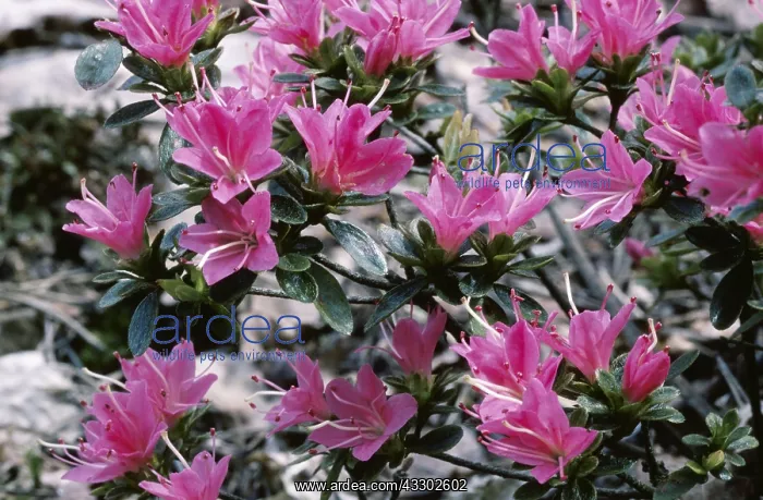 : RHODODENDRON - Hana Asobi : RHODODENDRON - Hana Asobi