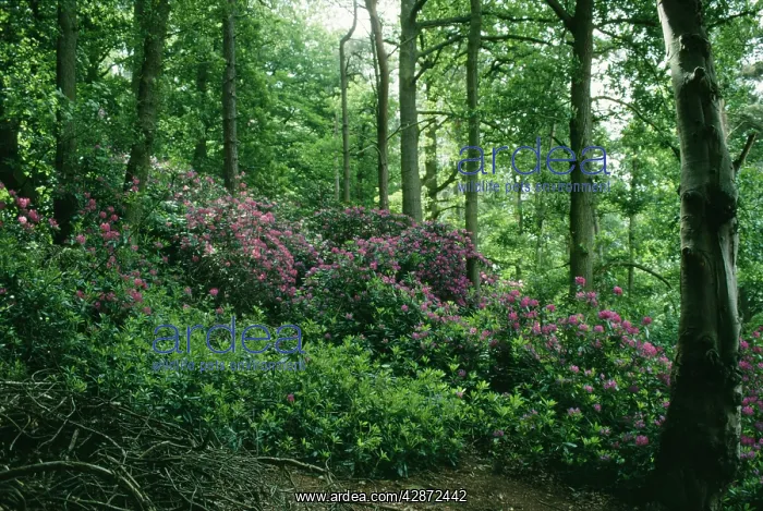 : Rhododendron - Invasive growth in UK woodland : Rhododendron - Invasive growth in UK woodland
