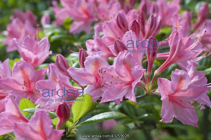: Rhododendron Jolie Madame in bloom in a garden : Rhododendron Jolie Madame in bloom in a garden