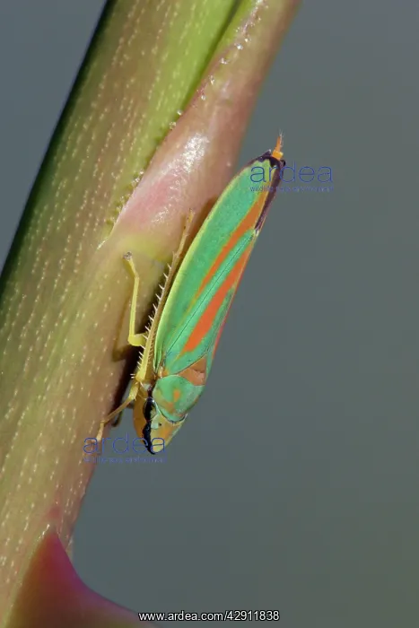 : Rhododendron Leaf-hopper - resting on plant stalk : Rhododendron Leaf-hopper - resting on plant stalk