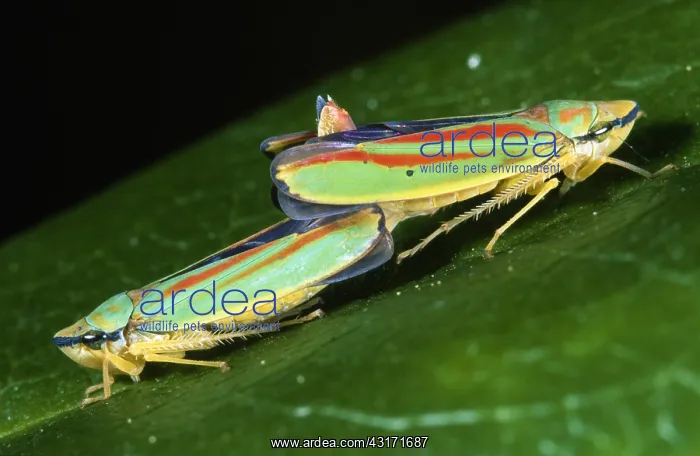 : Rhododendron Leafhopper : Rhododendron Leafhopper