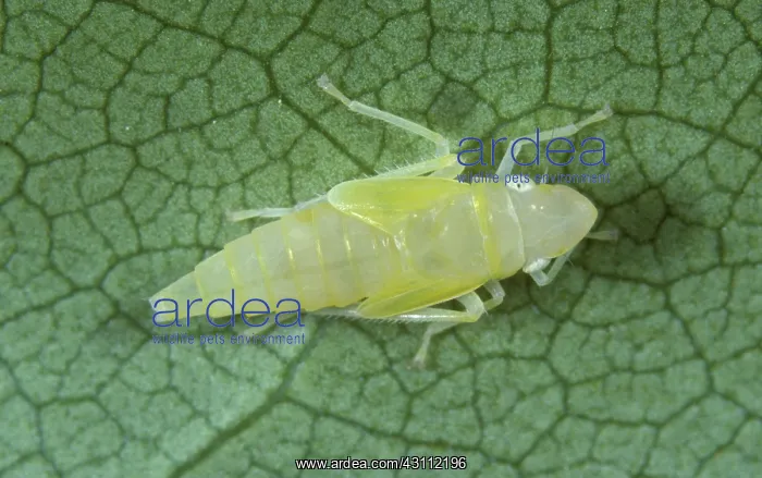 : Rhododendron leafhopper nymph : Rhododendron leafhopper nymph